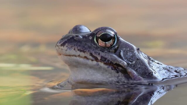 Brown frog (Rana temporaria) close-up in a pond.