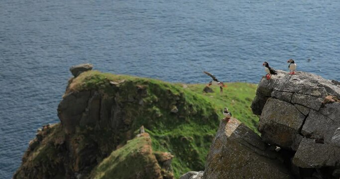 Atlantic puffin (Fratercula arctica), on the rock on the island of Runde (Norway).