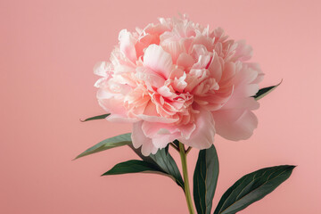 Beautiful fresh peony flower isolated on pink background - 765638363