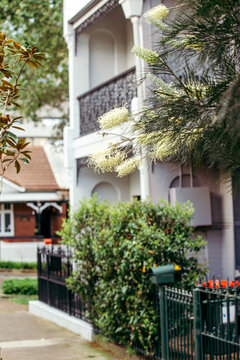 Terrace houses and gardens in Sydney focus on grevillea bush