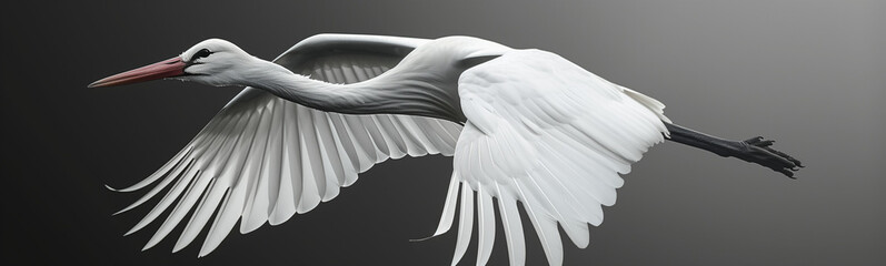 Elegant White Stork in Flight on a Grey Background
