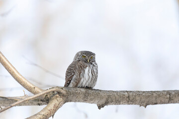 Eurasian pygmy owl sitting on a tree branch in spring day close up