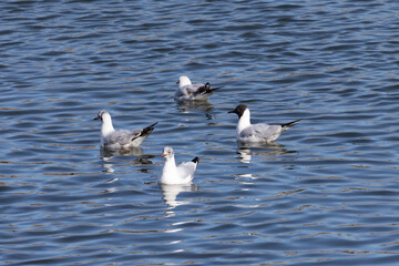 Black-headed gull of different ages sit on the water