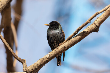 Starling sits on a branch on a sunny day
