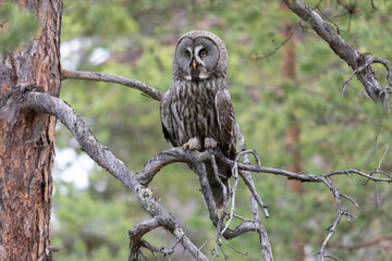 Great gray owl sitting on a tree branch close up