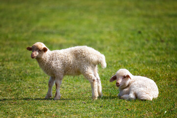 Naklejka na ściany i meble Two little lambs on green grass