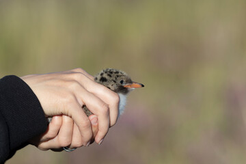 A small chick in the hands of a ornithologist