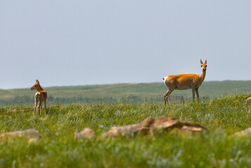 Dzeren or Mongolian gazelle on green grass. Zabaykalsky Krai. Russia