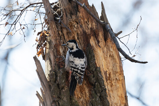 White-backed woodpecker hammering an old rotten tree