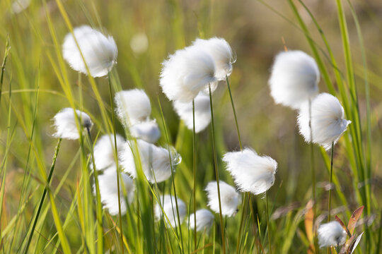 Blooming Eriophorum in the tundra close-up