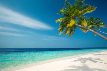 Fototapeta na wymiar Tropical beach and palm trees, The Maldives, Indian Ocean, Asia