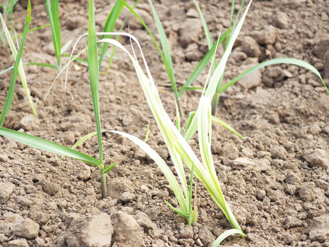 Sugarcane white leaf disease. Concepts about pesticides.