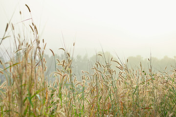 Grass  flower blooming in forest with misty morning