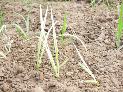 Sugarcane white leaf disease. Resulting in low productivity of sugar cane.
