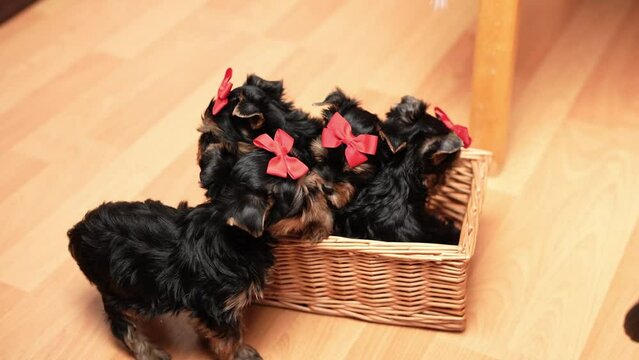 Yorkshire Terrier puppy sits in a wicker basket. Fluffy, cute dog with a red bow on its head. Cute pets