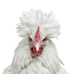 Rolgordijnen close up of a chicken © Buse