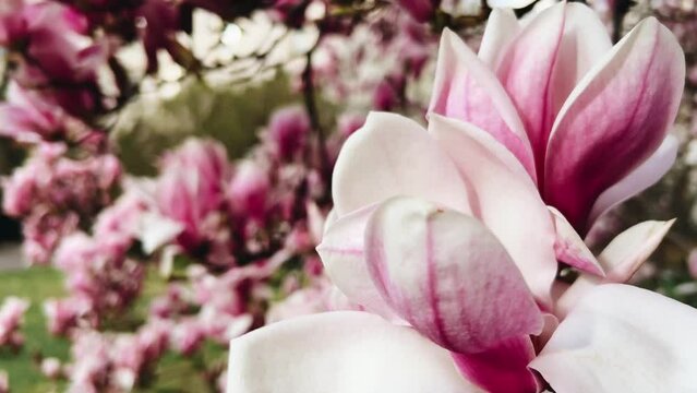Large magnolia tree, close pink flowers