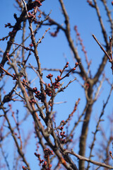 Pink tree buds. Apricot tree buds