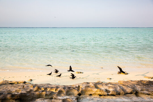 Noddy terns on the beach at Heron Island