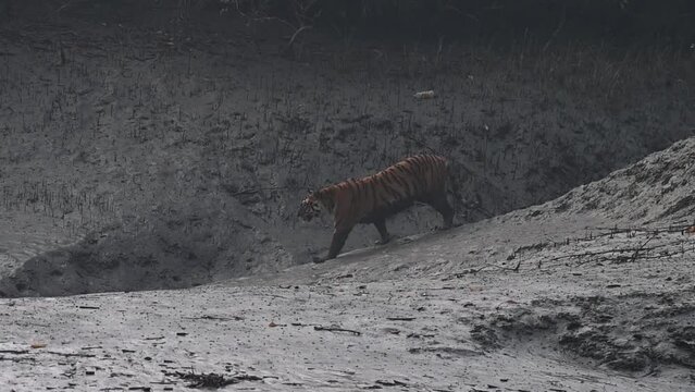 A rare sighting of a huge tiger in Sundarbans national park
