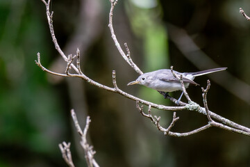Blue-gray Gnatchtcher