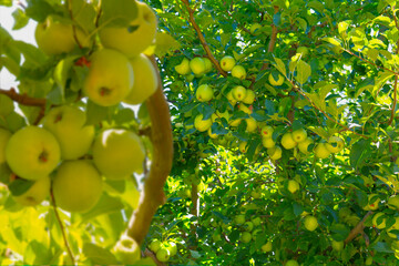 Cluster of ripe green apples on a tree branch