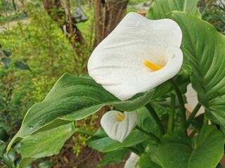 A white calla flower on a natural background.A white flower in a natural environment.