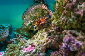 Tropical marine fish on a coral reef.