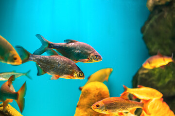 River fish in their natural habitat.