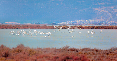 White heron birds flying over blue lake of bird paradise - Goksu, Mersin