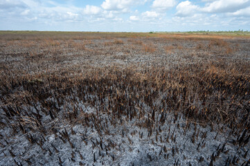 Burned expanse of sawgrass prairie after prescribed fire in Everglades National Park, Florida on...