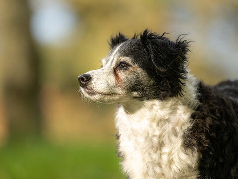 focused mixes breed dog portrait - attentive and obedient companion