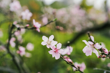 Pink Peach Flowers Blooming on Peach Tree in green grass Background, selective focus