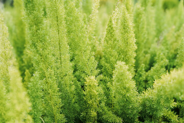 Asparagus densiflorus, asparagus fern, plume asparagus or foxtail fern green stems close-up, horizontal outdoors summer tropical floral and botanical stock photo.