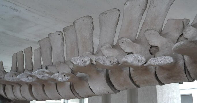 Whale spine. Huge grey skeleton of big blue whale. Real whale bones. Balaenoptera musculus