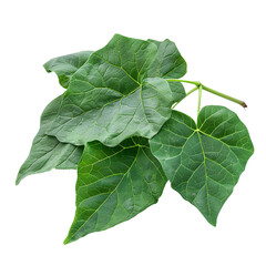 Yam Leaves Ugu, transparent background, isolated image, generative AI