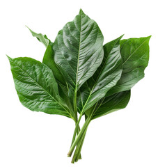 Yam Leaves Ugu, transparent background, isolated image, generative AI