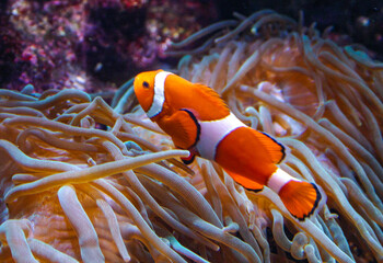 Clown fish, Anemonefish (Amphiprion ocellaris) swim among the tentacles of anemones, symbiosis of...