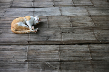 A fat orange cat sleeps comfortably on a bamboo floor in the Chiang Mai countryside. There is space for text.