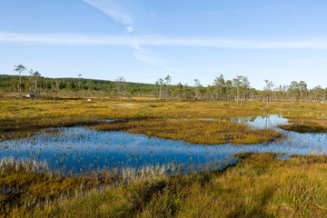 Blick über den Hamra Nationalpark in Schweden im Herbst