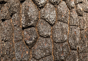 tree bark surface texture, Abstract on tree bark surface, natural tree surface background, arts in the natural tree.