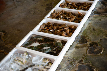 魚市場で競りをする風景