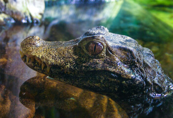 Cuvier Dwarf Caiman or Musky Caiman (Paleosuchus palpebrosus),  young animal in an aquarium