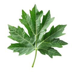 Obraz premium Fresh papaya leaf isolated on transparent background