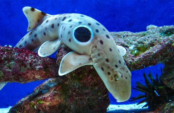 Epaulette shark (Hemiscyllium ocellatum), a shark walking along the bottom with a black eye on its side in an aquarium