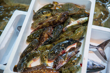 魚市場で競りをする風景