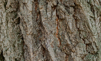 bark of a tree