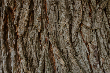 bark of a tree
