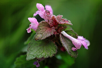 close up of a pink flower