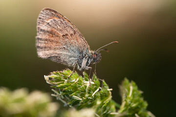 butterfly on a green leaf